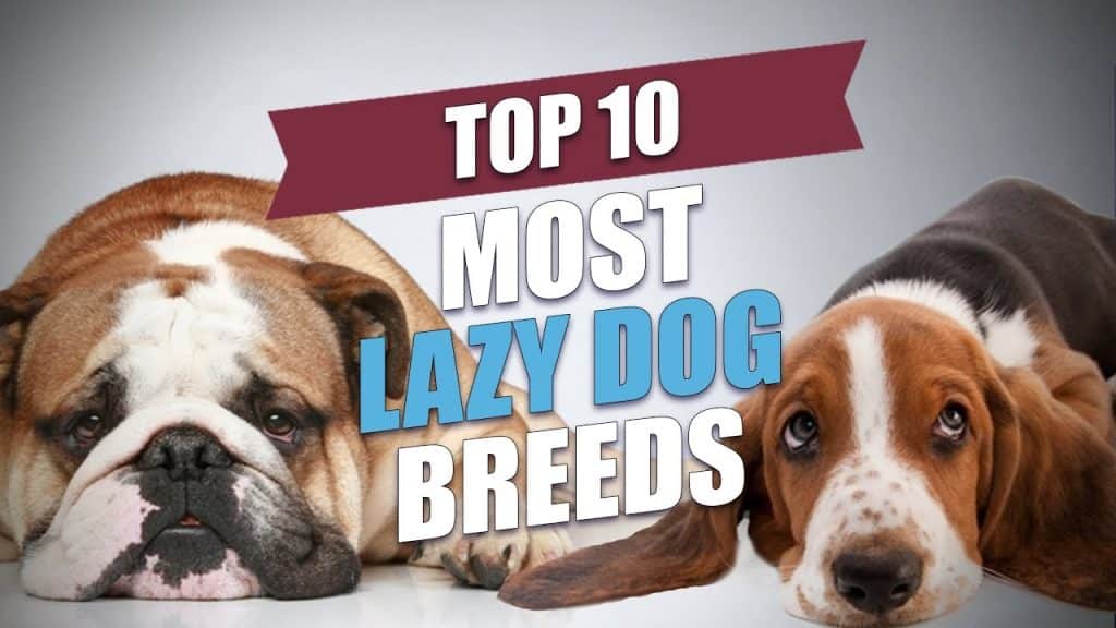 Top 10 Lazy Dogs For Lazy Owners 7 Lazy Dogs