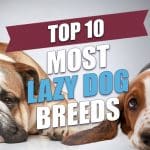 Lazy Dogs
