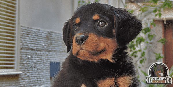 Rottweiler