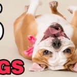 lazy dogs