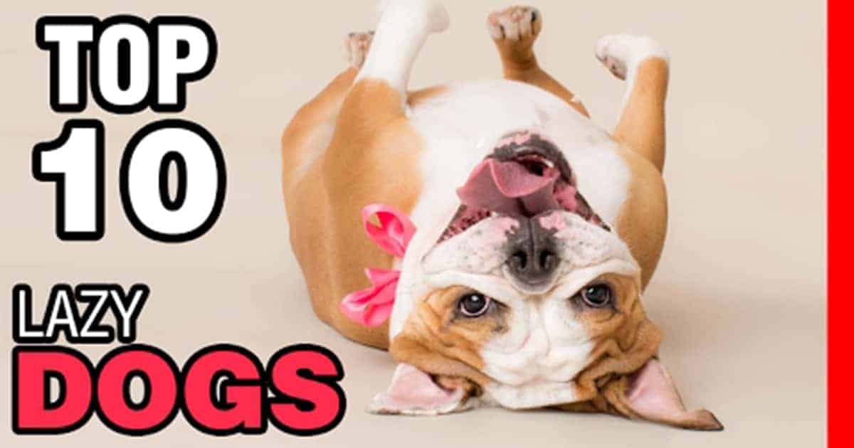 Top 10 Lazy Dogs For Lazy Owners