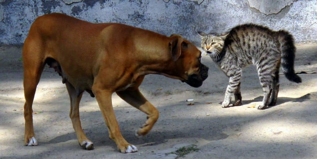 Why dogs hate cats 6 dog