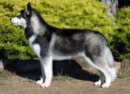 The World's 10 Deadliest And Most Dangerous Dog Breeds 8 Most Dangerous Dog Breeds