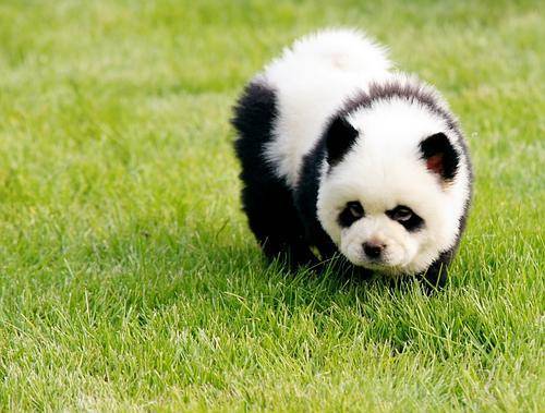 panda tibetan mastiff