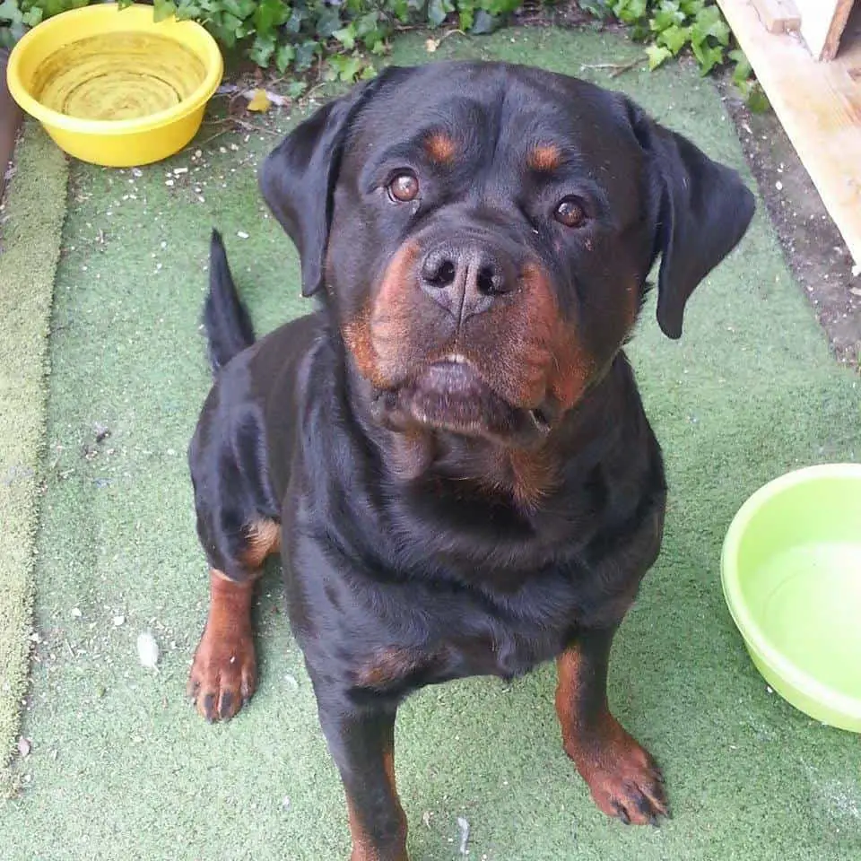 Rottweiler stops child abuse Amazing !! 2 Rottweiler stops child abuse
