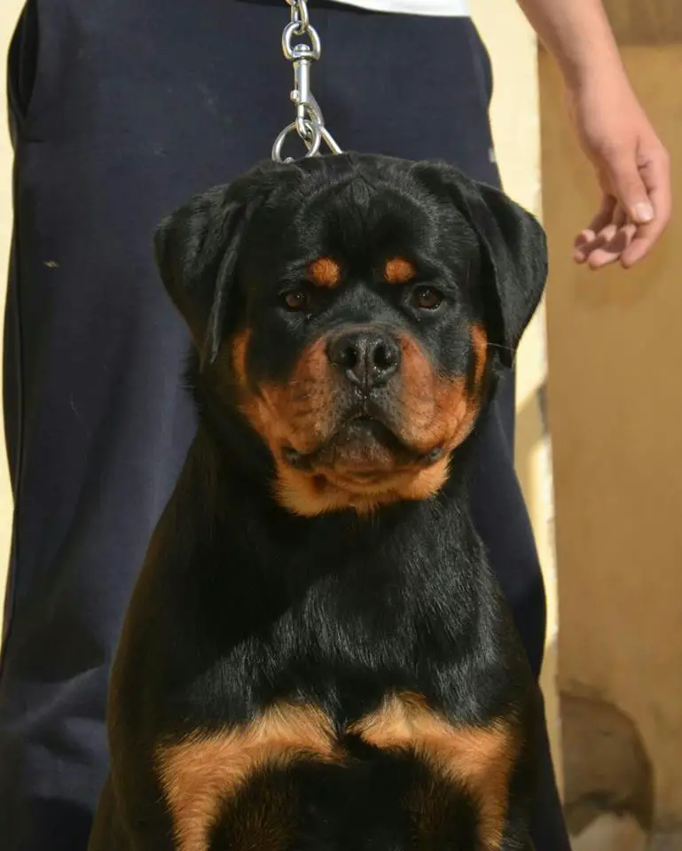 Rottweiler stops child abuse