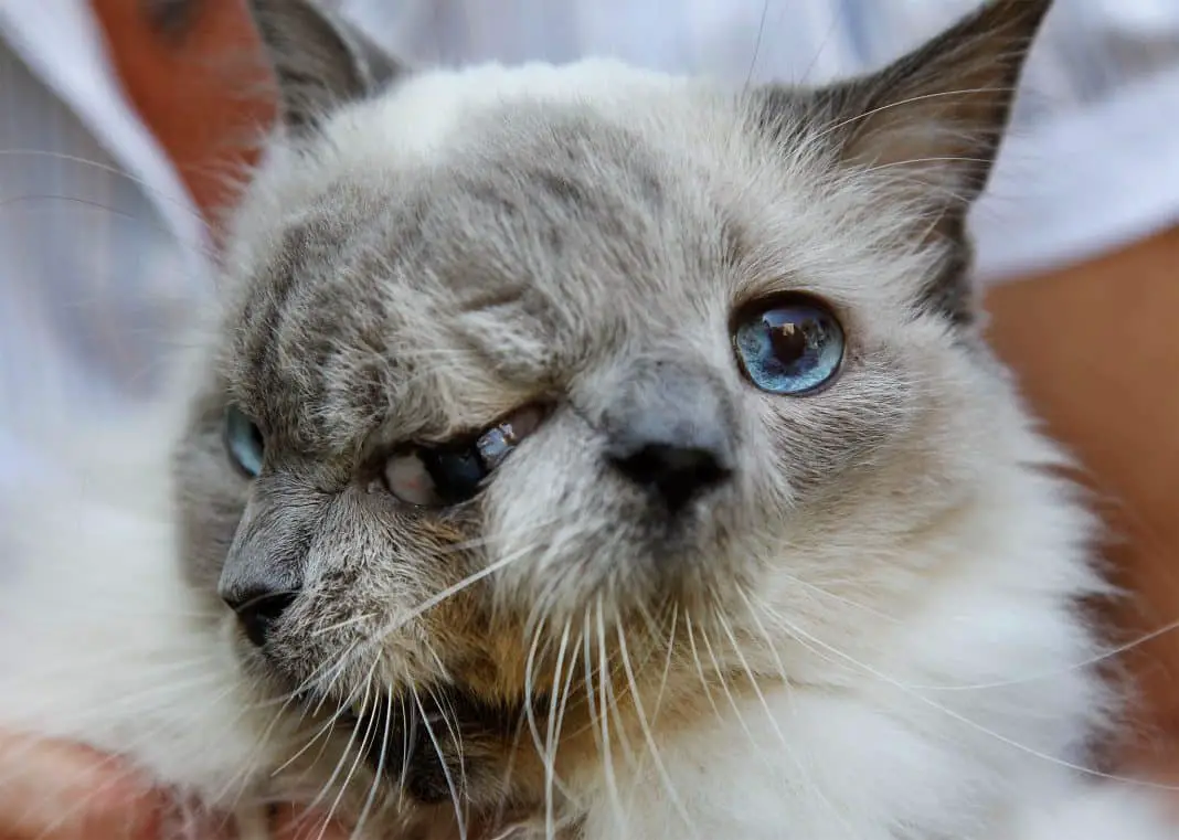 A cat with two faces incredible !!!