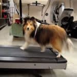 Lassie-The-Shetland-Sheepdog-Caught-Cheating-During-His-Exercise-3