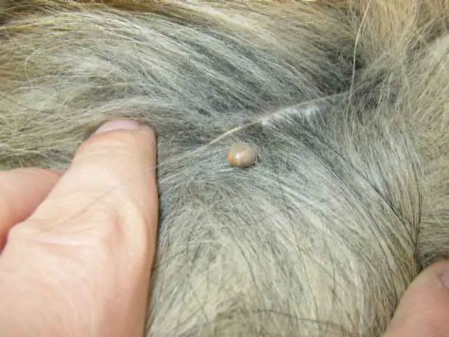 Fleas and Ticks