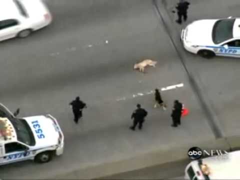 The Bravest Dog In The World saved His Friend Dog On The Highway