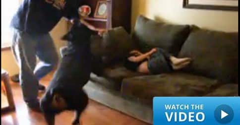 Rottweiler stops child abuse