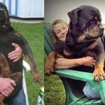 rottweilers love