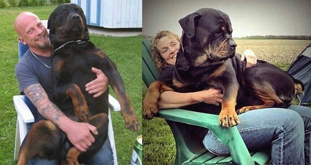 are rottweiler affectionate