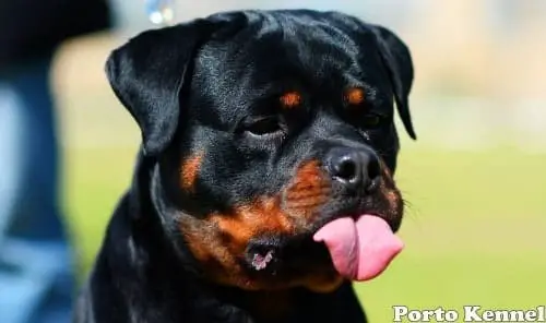 The World's 10 Deadliest And Most Dangerous Dog Breeds 2 most dangerous dog breeds