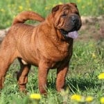 Adult_sharpei