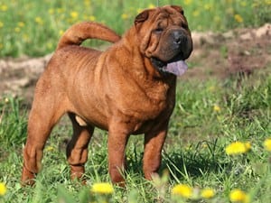 The World's 10 Deadliest And Most Dangerous Dog Breeds 6 dangerous dog breeds