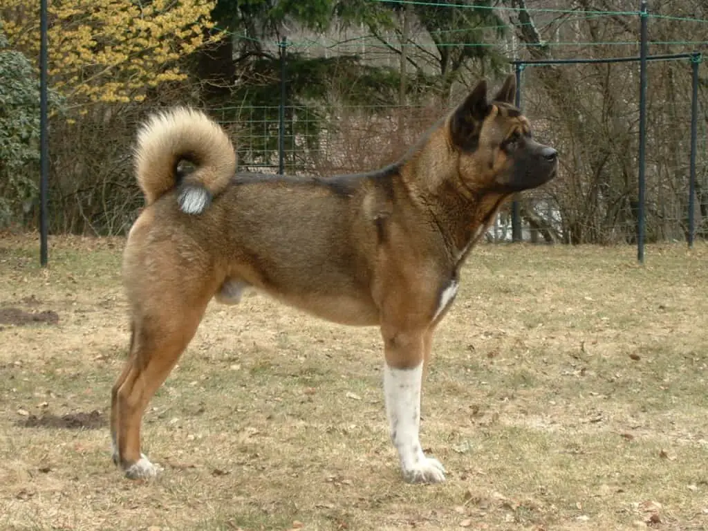 The World's 10 Deadliest And Most Dangerous Dog Breeds 5 American_Akita_-_Mad-Max2