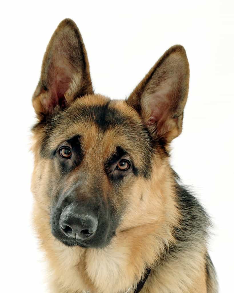 Most Dangerous Dog Breeds "German Shepherds"