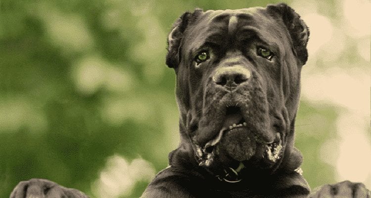 most dangerous dog breeds