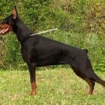 European_Dobermann