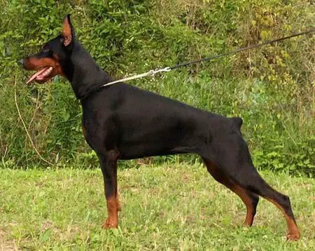 The World's 10 Deadliest And Most Dangerous Dog Breeds 3 European_Dobermann