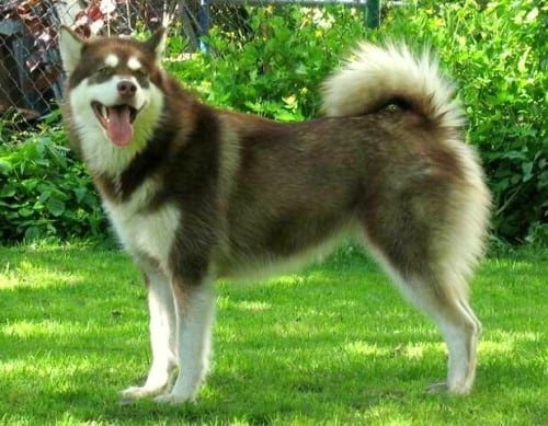 The World's 10 Deadliest And Most Dangerous Dog Breeds 9 Most Dangerous Dog Breeds "Alaskan Malamute"