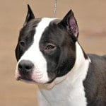 01_American_Staffordshire_terrier