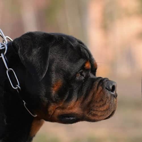 Adult Rottweiler