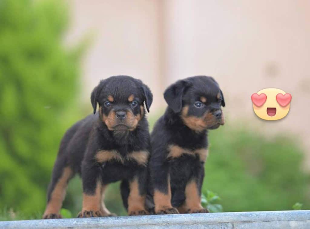 rottweiler puppy