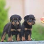 rottweiler puppy