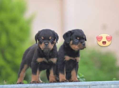 rottweiler puppy