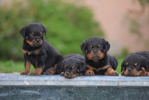 rottweiler puppy