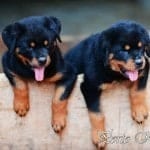 rottweiler puppy