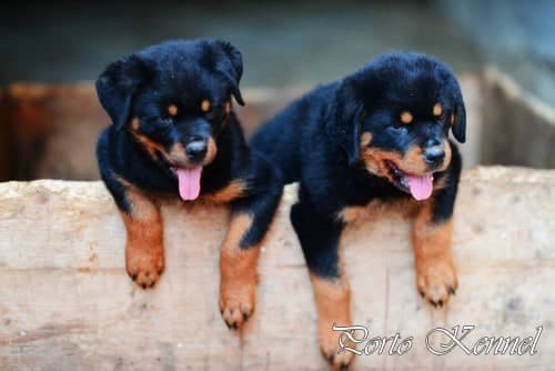 rottweiler puppy