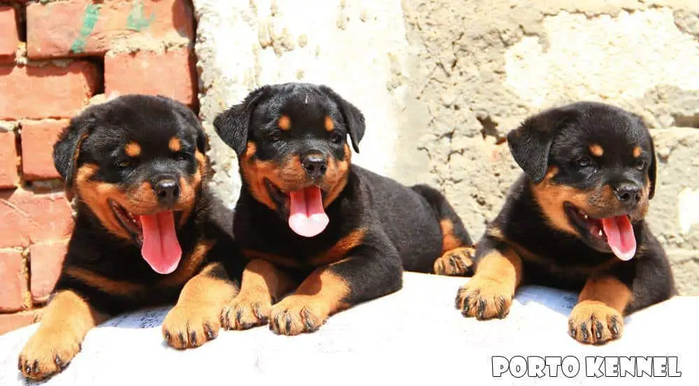 German Rottweiler