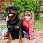 rottweiler lifespan