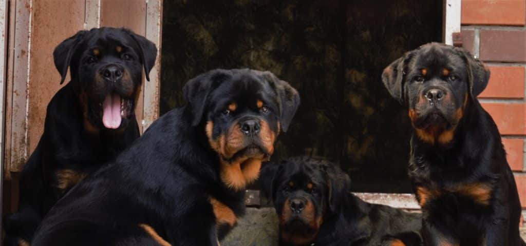 rottweiler lifespan