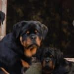 rottweiler lifespan