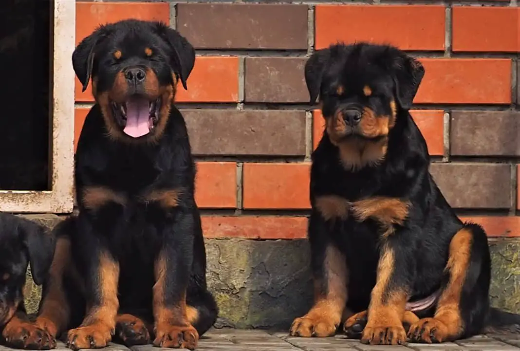 rottweiler lifespan