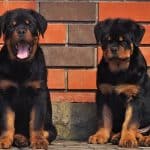 rottweiler lifespan