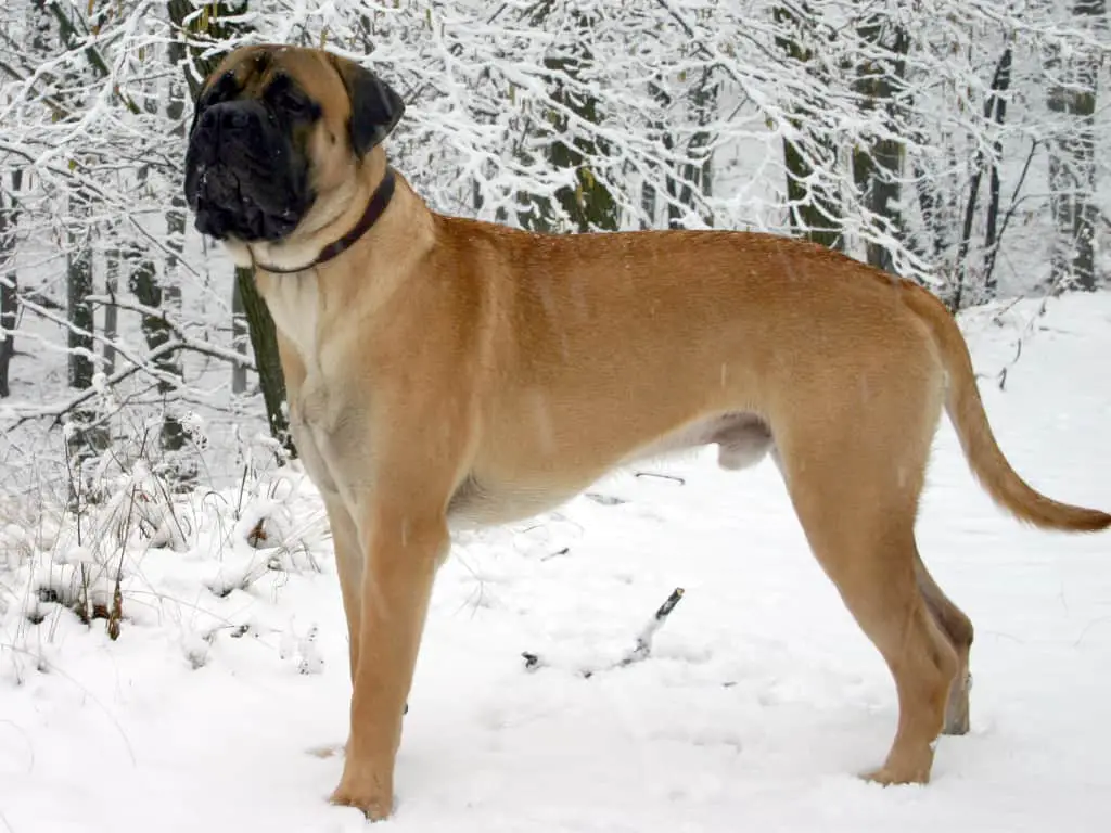 Best Dog Breeds For Protection