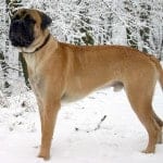 Bullmastiff_Junghund_1_Jahr