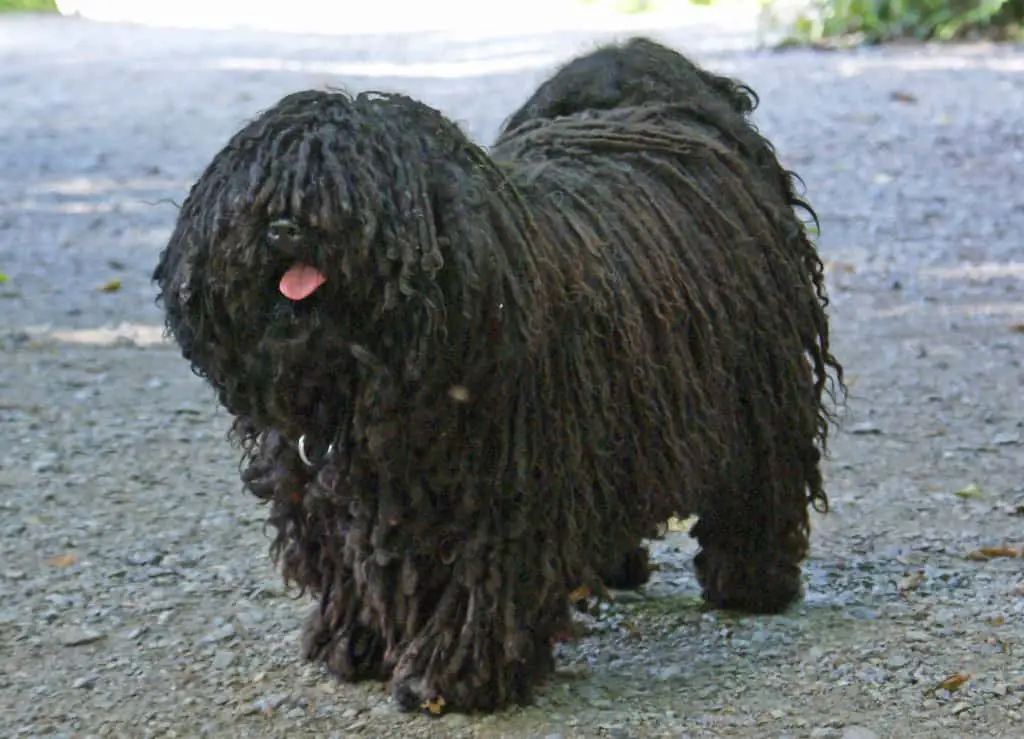 Best Dog Breeds For Protection Best Dog Breeds For Protection