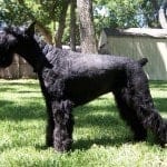 GiantSchnauzer