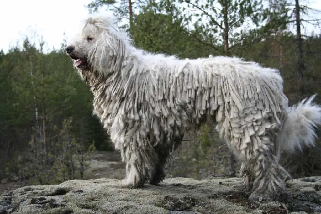 Best Dog Breeds For Protection