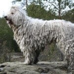 Komondor_IMG_0329