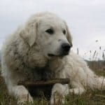 Kuvasz_named_Kan