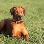 Rhodesian_Ridgeback_4500