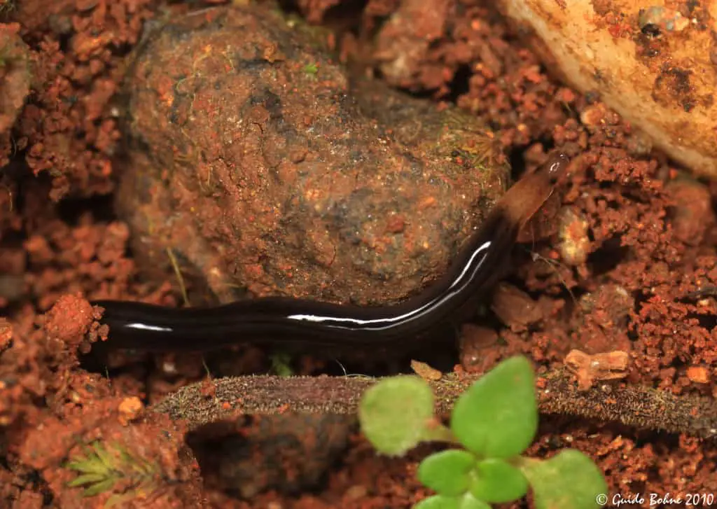 What On Earth Is This ? 1 worm
