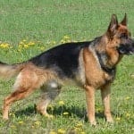 german shepherd